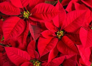 Conoce la forma de reproducir NOCHEBUENAS con una sola RAMITA