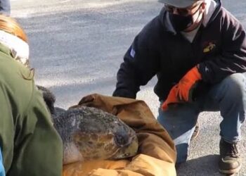 Le salvan la vida a una tortuga boba tras aturdirse por el frió