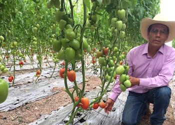 Jitomate orgánico en invernadero, oportunidad rentable para pequeños productores