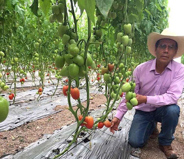 Jitomate orgánico en invernadero, oportunidad rentable para pequeños productores