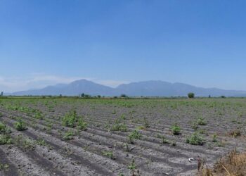 CONACYT, SS Y SEMARNAT  ponen en riesgo al agro al prohibir químico glisofato