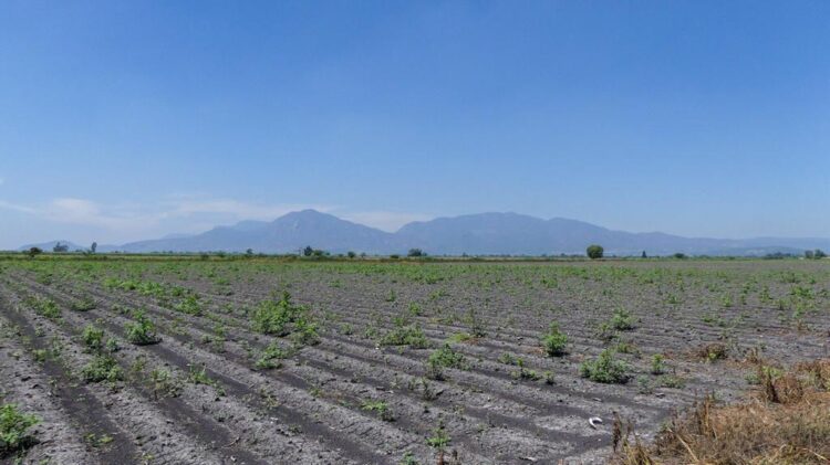 CONACYT, SS Y SEMARNAT  ponen en riesgo al agro al prohibir químico glisofato