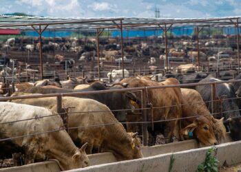 Inhiben uso de clembuterol en la engorda de ganado; certifican 105 empresas