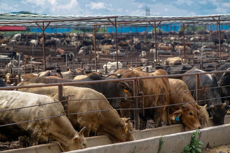 Inhiben uso de clembuterol en la engorda de ganado; certifican 105 empresas