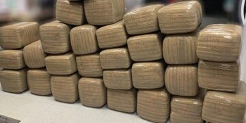 Descubre canino casi media tonelada de marihuana