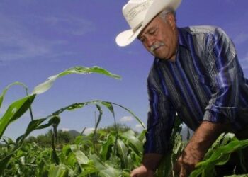 Activan crédito en contratación de coberturas de precios y seguros agrícolas