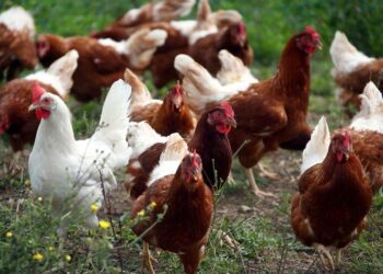 Sacrifican 190 mil gallinas y pollos en Holanda por gripe aviaria