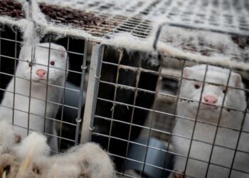 Detecta Francia criadero de visones contaminado de covid-19