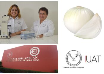Obtienen celulosa de la cáscara de cebolla para fabricar papel