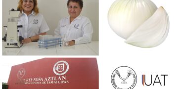 Obtienen celulosa de la cáscara de cebolla para fabricar papel