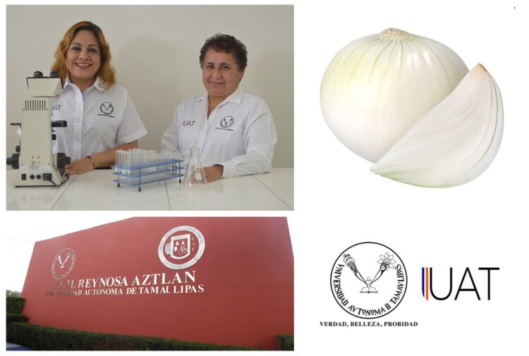 Obtienen celulosa de la cáscara de cebolla para fabricar papel