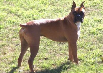 Prohíbe Congreso Panista de Tamaulipas cortes de cola y orejas a mascotas