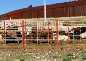 Baja Tamaulipas estatus sanitario ganadero y reduce exportaciones a EU