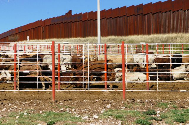 Baja Tamaulipas estatus sanitario ganadero y reduce exportaciones a EU