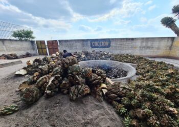 Turismo Tamaulipas promoverá riqueza mezcalera del estado