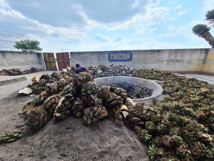 Turismo Tamaulipas promoverá riqueza mezcalera del estado