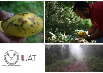 Estudian investigadores de la UAT a enemigos naturales de la mosca de la fruta