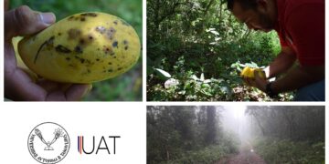 Estudian investigadores de la UAT a enemigos naturales de la mosca de la fruta