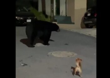 Perrito chihuahua trató de ahuyentar a un oso en Nuevo León