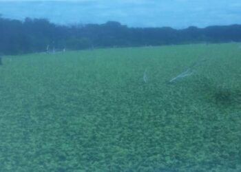 Invade planta zona de pesca