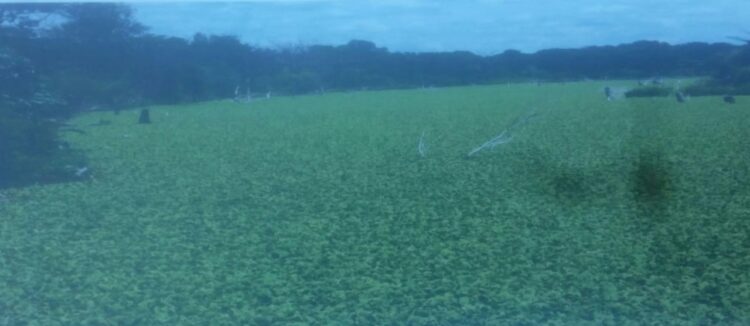 Invade planta zona de pesca