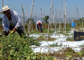 Exigen a SEMARNAT cumplir instrucción presidencial sobre uso de agroquímico glisofato