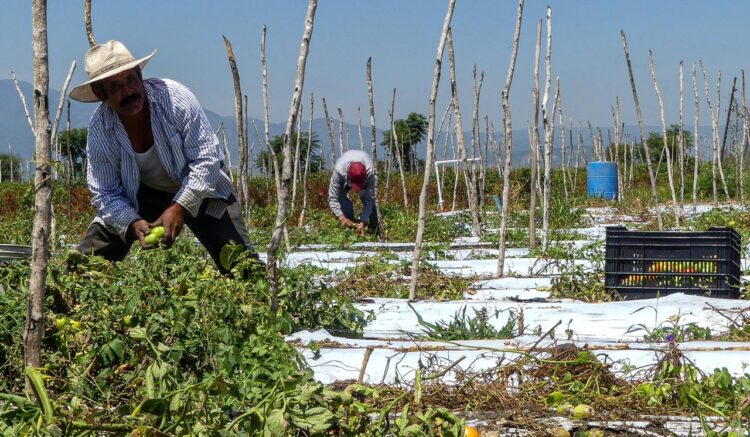Exigen a SEMARNAT cumplir instrucción presidencial sobre uso de agroquímico glisofato