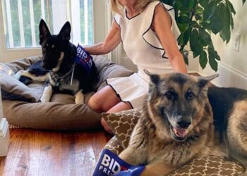 ‘Major’, un perrito rescatado que llegará a la Casa Blanca con Biden