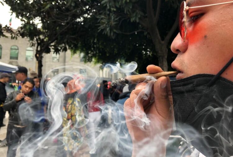 Aprobará Senado en comisiones nueva Ley Federal para regular cannabis