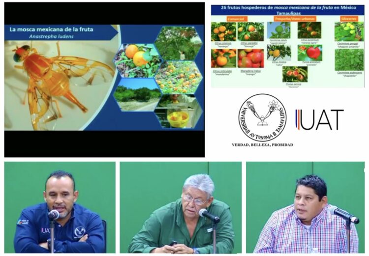 Desarrolla la UAT webinar sobre la mosca de la fruta y medidas fitosanitarias