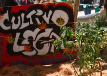 Discute el Senado despenalización de mariguana