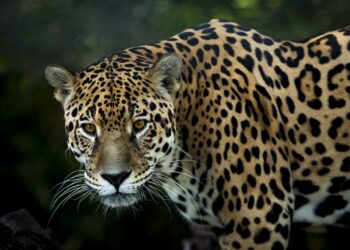 Hoy es el día internacional del jaguar