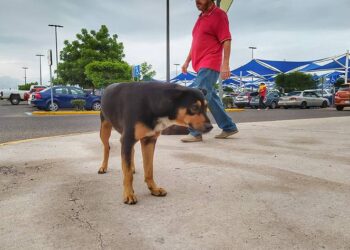 Aclara SADER que animales no representan riesgo para diseminar COVID-19