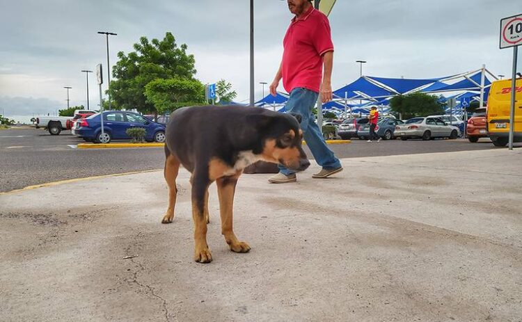 Aclara SADER que animales no representan riesgo para diseminar COVID-19