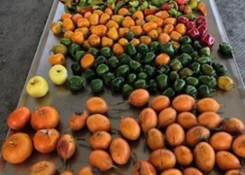 EU prohíbe el ingreso de frutas y verduras mexicanas