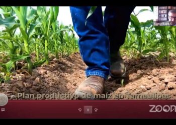 Plan piloto de maíz blanco en Tamaulipas propicia tránsito a la sustentabilidad 