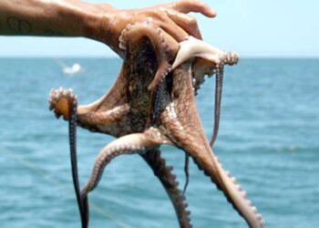 Amplían 15 días temporada de captura de pulpo rojo en Golfo de México y Mar Caribe