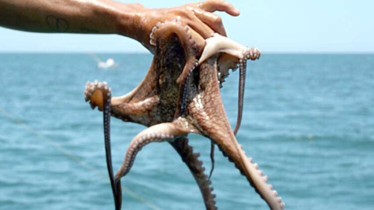 Amplían 15 días temporada de captura de pulpo rojo en Golfo de México y Mar Caribe