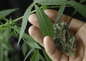 Segob ve regulación de cannabis como acto de justicia social