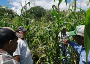 Impulsa UAT proyecto para la siembra de maíz nativo en Tamaulipas