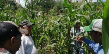 Impulsa UAT proyecto para la siembra de maíz nativo en Tamaulipas