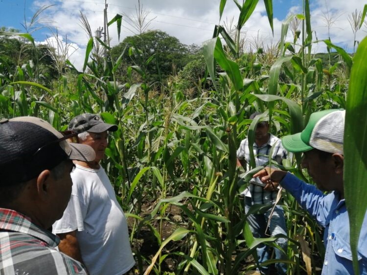 Impulsa UAT proyecto para la siembra de maíz nativo en Tamaulipas