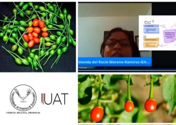 Elaboran especialistas de la UAT derivados del chile piquín