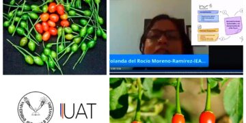 Elaboran especialistas de la UAT derivados del chile piquín