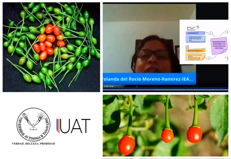 Elaboran especialistas de la UAT derivados del chile piquín