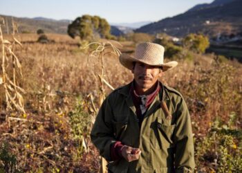 Deprimido el campo mexicano; sin créditos y presupuesto reducido 27%