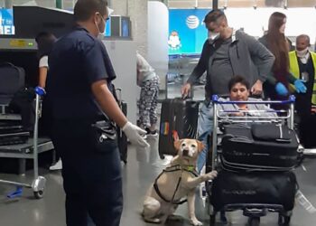 Previene entrada de 21 especies de plagas en puntos de ingreso al país