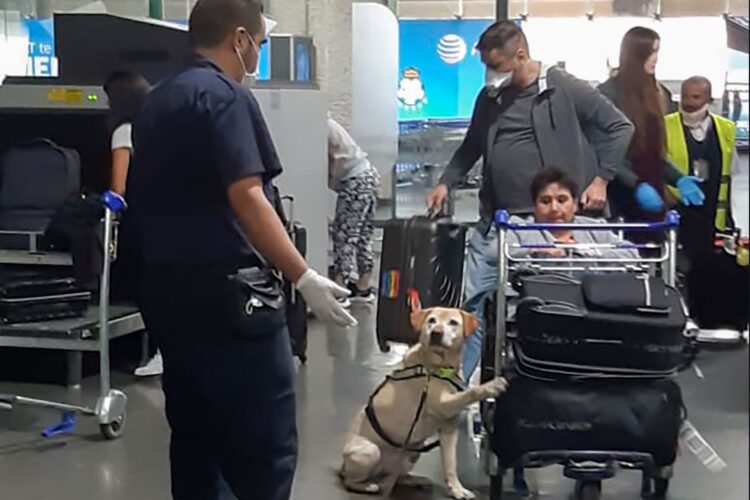 Previene entrada de 21 especies de plagas en puntos de ingreso al país