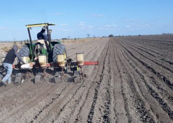 Sorgueros de Tamaulipas sembrarán, apuestan a mercado chino ante abandono de AMLO