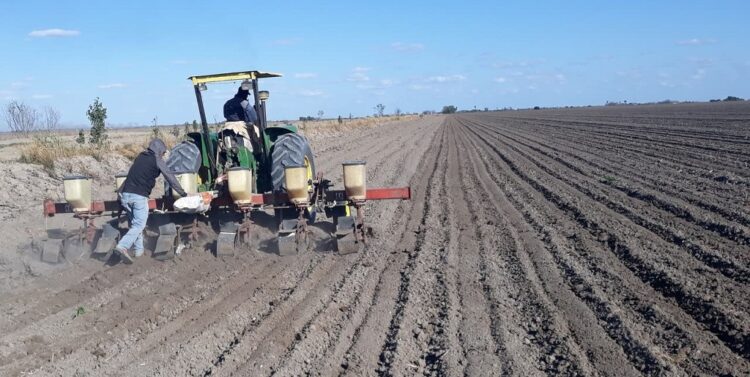 Sorgueros de Tamaulipas sembrarán, apuestan a mercado chino ante abandono de AMLO